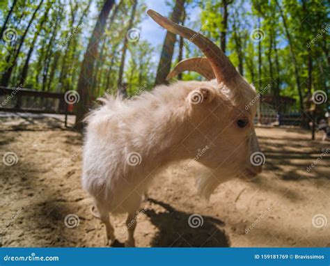 Goat Animal Farm Mammal Domestic Landscape Stock Image Image Of