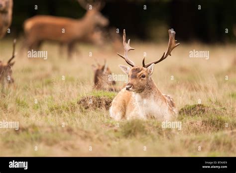 A Fallow Deer Dama Dama Is Caught In Repose During A Break In The