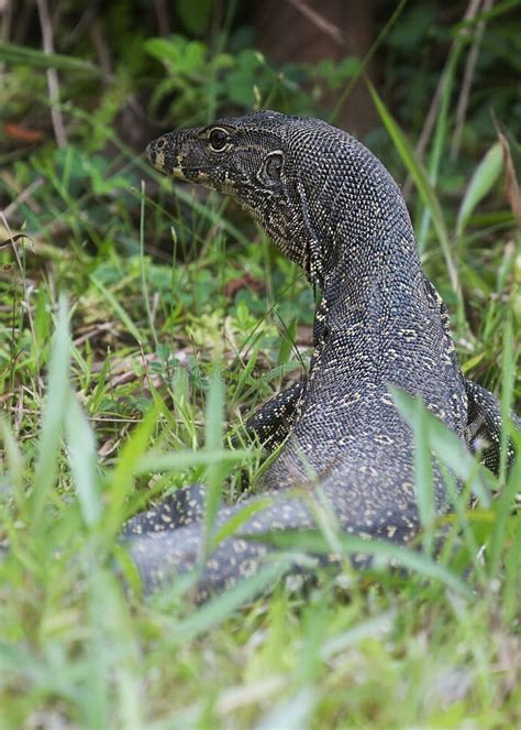 Monitor Lizard In A Tropical Rainforest On Borneo Island Stock Photo