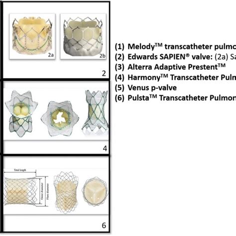 1 Melody™ Transcatheter Pulmonary Valve 2 Edwards Sapien® Valve