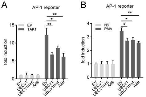 Viruses Free Full Text African Swine Fever Virus Ubiquitin Conjugating Enzyme Is An