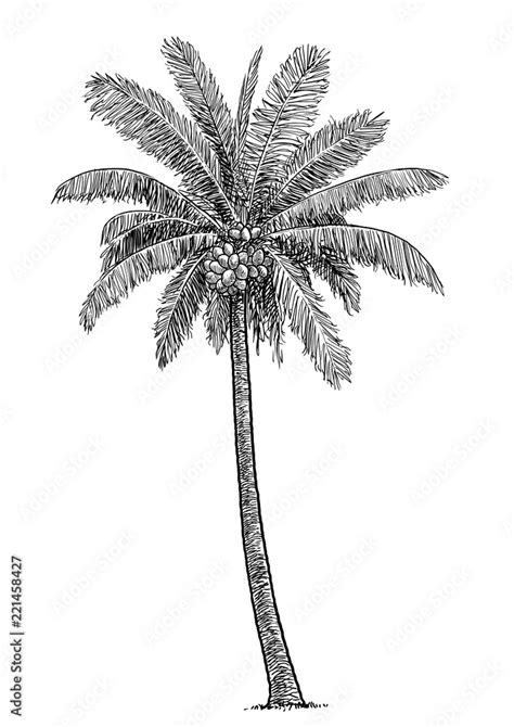 Vecteur Stock Coconut Tree Illustration Drawing Engraving Ink Line