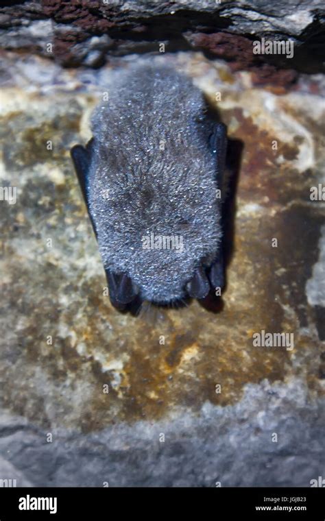 Shooting sleeping in the bat cave Stock Photo - Alamy