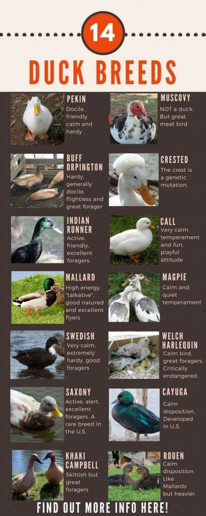 Duck Breeds: 14 Breeds YOU Could Own and Their Facts at a Glance