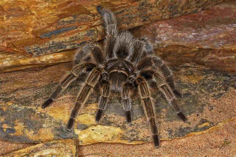 10 Best Tarantula Species to Keep as Pets