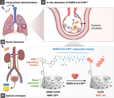 纳米人 Jacs：可肾脏清除的分子探针用于对sars Cov‑2近红外荧光成像和尿液分析