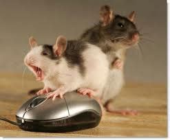 Перевод слова mouse