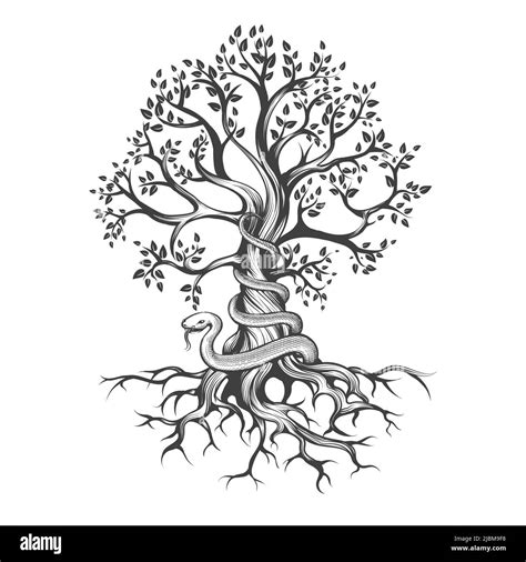 Arbre De Vie Dessin Tatouage Banque D Images Noir Et Blanc Alamy