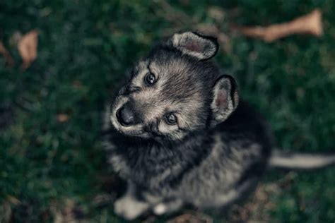 Baby wolf Stock Photos, Royalty Free Baby wolf Images | Depositphotos