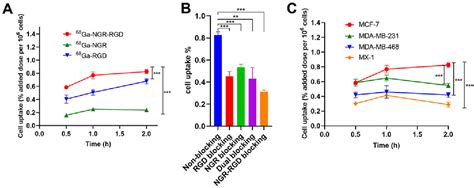 Figure 1 from Evaluation of an Integrin αvβ3 and Aminopeptidase N Dual