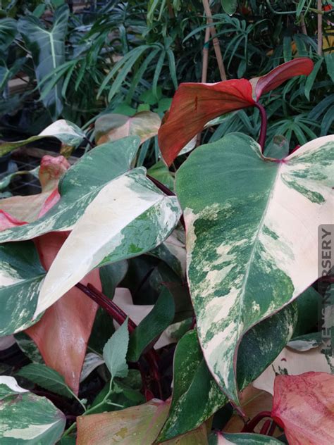 Simply Beautiful Philodendron Erubescens Red Emerald Marbled Kens Nursery