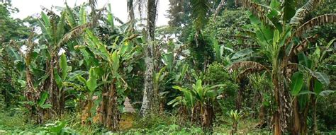 home rtb banana research priorities