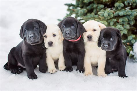 2022 Embark for Breeders Holiday Gift Guide - Embarkvet