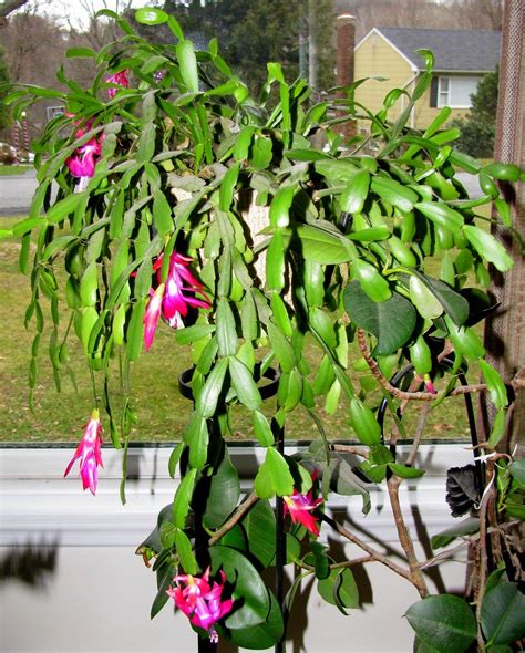 Christmas Cactus Schlumbergera Bridgesii Many Flickr