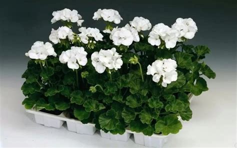Герань (пеларгония) белая махровая | Герань (Pelargonium)