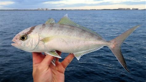 Lesser Amberjack Mexican