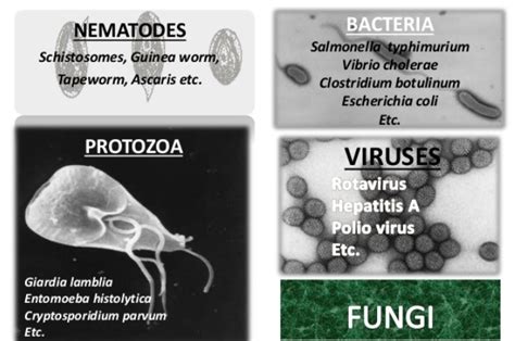 Microbes Used In Sewage Treatment - W3schools