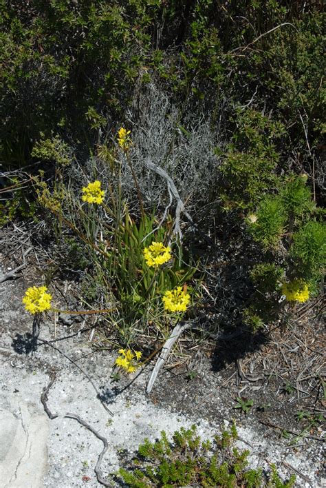 Bulbine Lagopus Asphodelaceae Image 196407 At PhytoImages Siu Edu