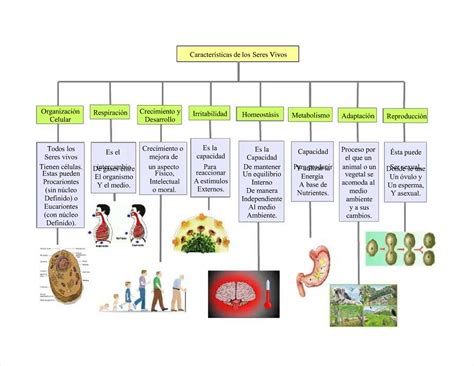 Arriba Imagen Mapa Mental De Seres Vivos Abzlocal Mx