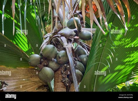 Huge Nuts Of Coco De Mer Palm Tree In Vallee De Mai Praslin Island