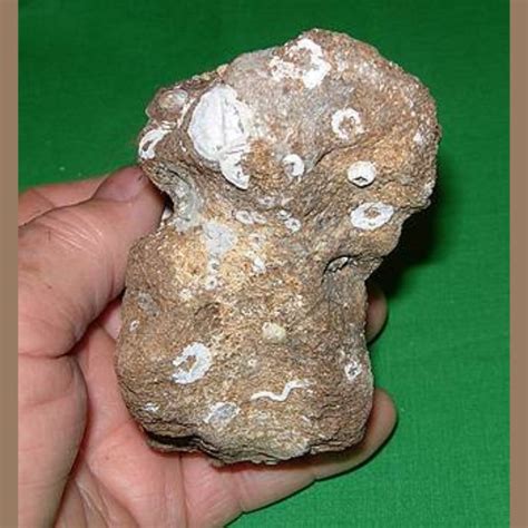 Dugong Vertebra Fossil Fossils And Artifacts For Sale Paleo Enterprises