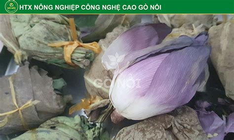 Trà dưỡng tâm | Gò Nổi Farmer 2022