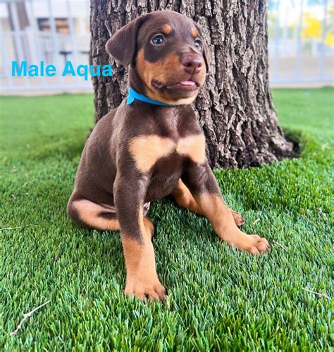 Doberman Pinscher For Sale In Laredo Petzlover