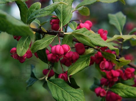 Бересклет европейский (Euonymus europaeus)