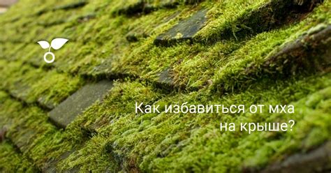 Как избавиться от мха на крыше? Средства от мха на кровле и черепице ...
