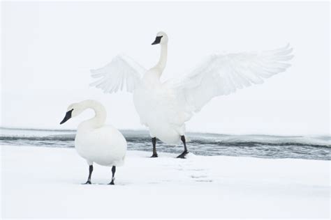 Yellowstone Winter Photography Tours & Workshops | Aaron's Photo Tours