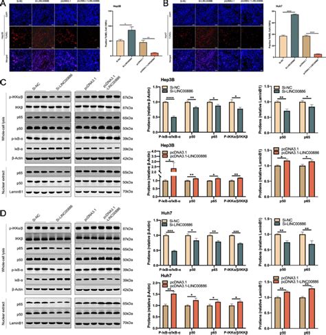 Linc Upregulation Hindered Apoptosis Through Nf B Pathway In Hcc