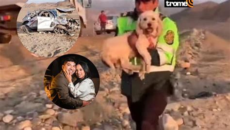 Huarmey perrita Dalú sobrevive a trágico accidente vehicular de