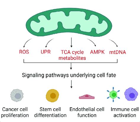 Mitochondrial Regulation Of Cell Fate And Function Mitochondria Have