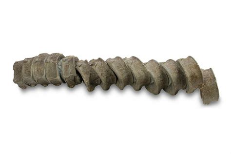 Fossil Ichthyosaur Vertebra String Germany For Sale