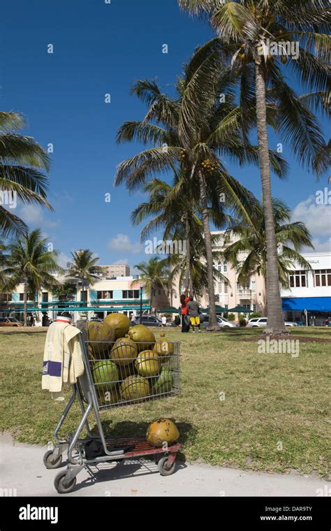 Coconuts Being Collected Palm Trees Lummus Park Ocean Drive South Beach