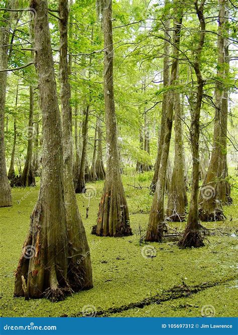 Rvores De Cypress Na Albufeira De Louisiana Foto De Stock Imagem De