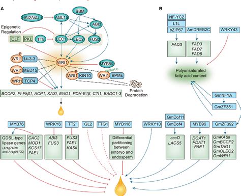 Figure 2 From Transcriptional Regulation Of Oil Biosynthesis In Seed