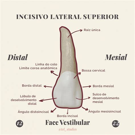 Telma Pires Odontologia On Instagram Anatomia Do Incisivo Lateral