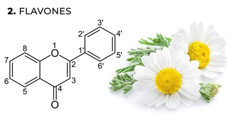 Cannabis Flavonoids What Are They And How They Work Sensi Seeds