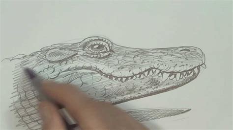 Alligator Head Drawing