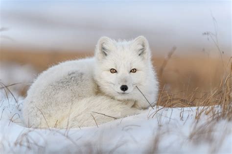 Arctic Fox Facts for Kids | Polar Foxes | Snow Fox | Artic Animals