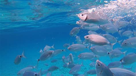 Fish swim after food and splash water surface from underwater view
