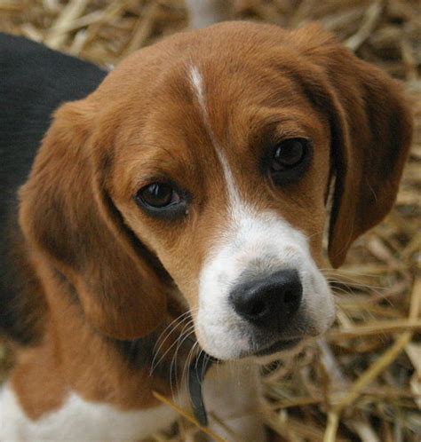 funny puppy beagle puppies picture