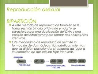 Reproduccion PPT