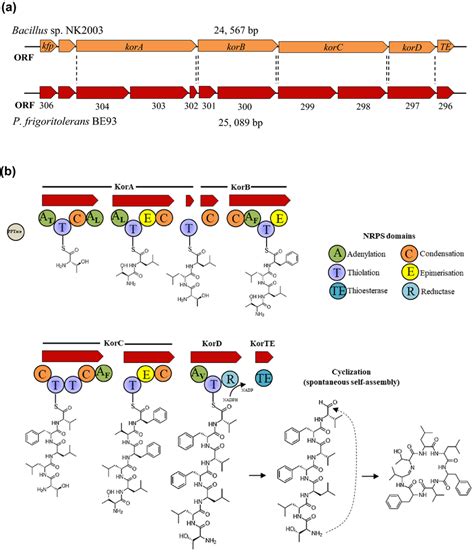 Characterization Of Koranimine Biosynthetic Gene Cluster A