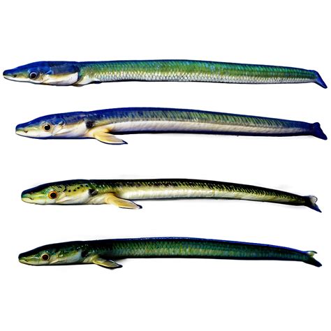 Download Eel Evolution Chart Png 84