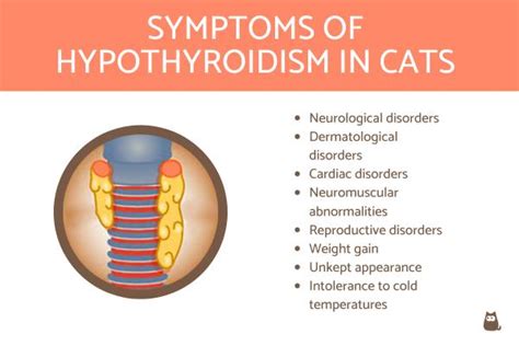 S Ntomas De Hipotiroidismo En Gatos