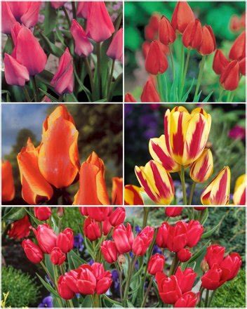 Strau Tulpen Satz St Blumenzwiebeln Und Herbstrhizome Tulpen