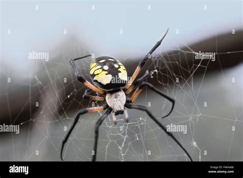 Black and yellow argiope hi-res stock photography and images - Alamy