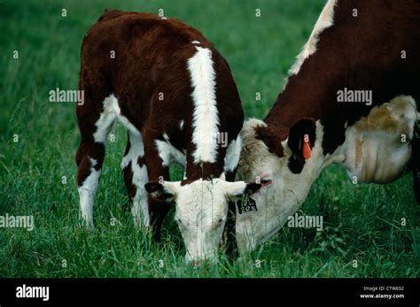 Polled Hereford Cow Calf Stock Photo Alamy